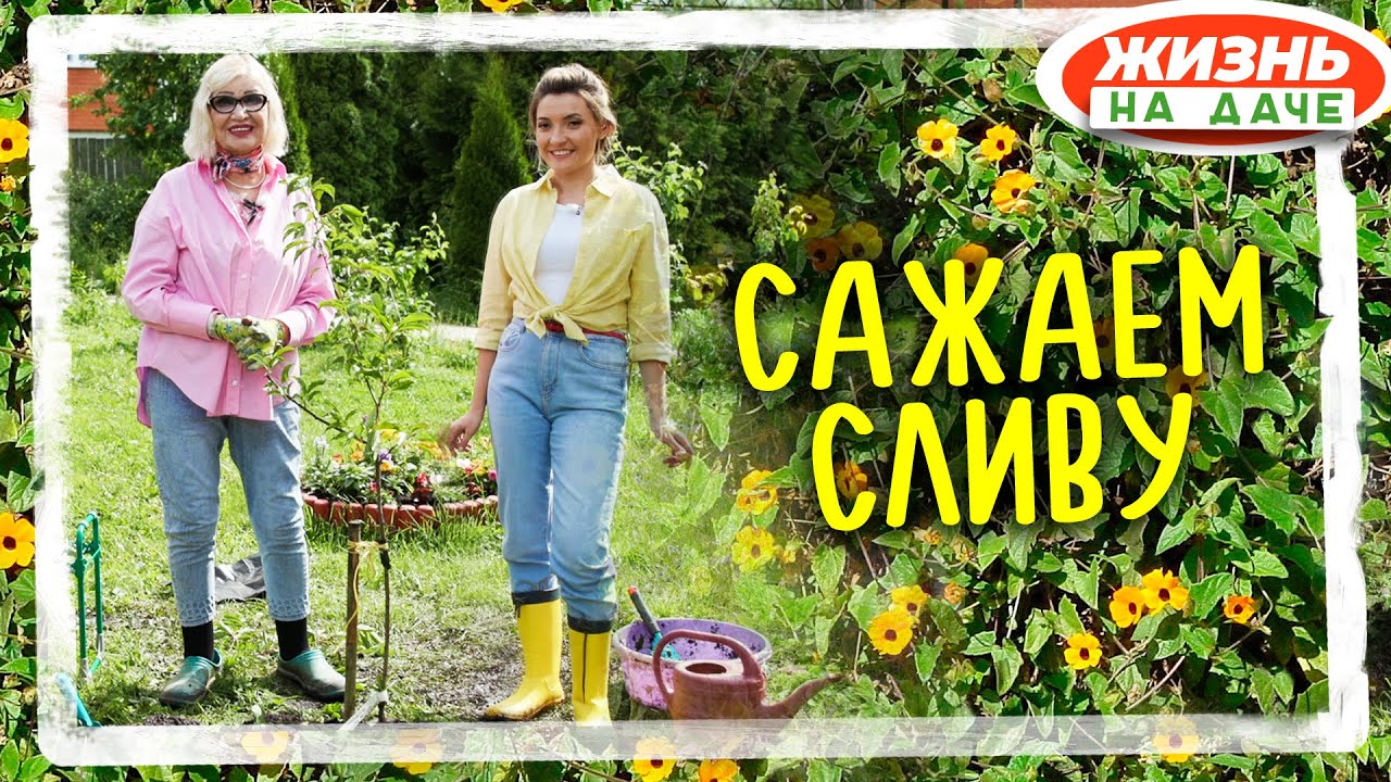 Сажаем сливу!