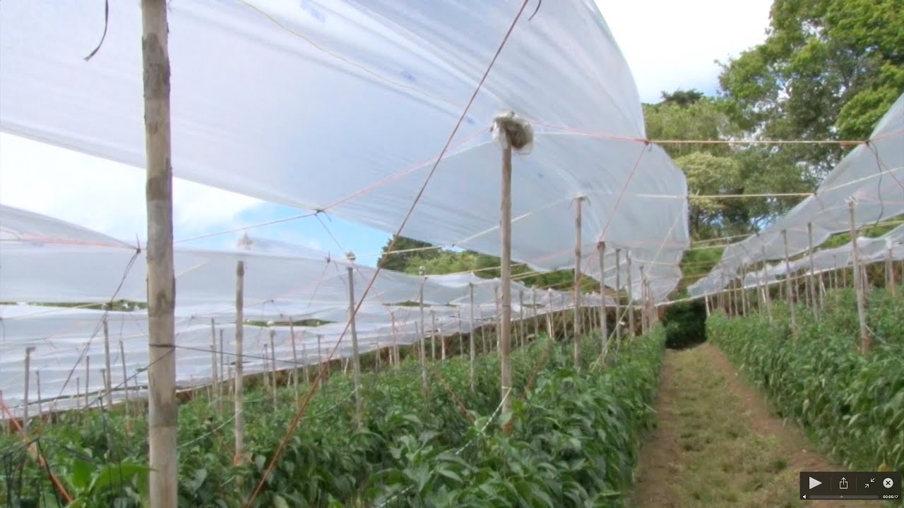 Prácticas de Manejo Chile Híbrido Dulcitico