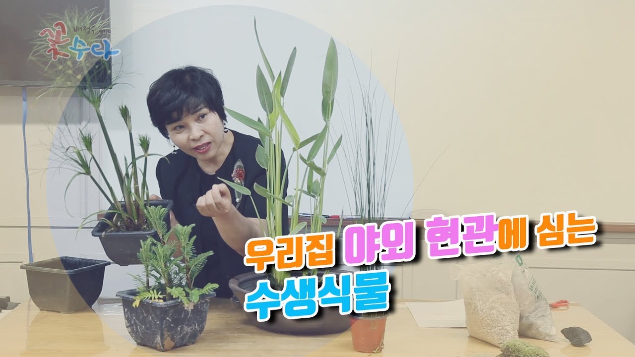 우리 집 야외 현관에는 수생식물로 품위를