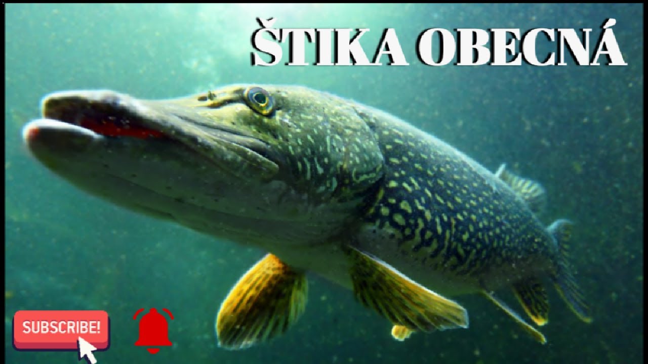 &Scaron;tika obecn&aacute; (lov)