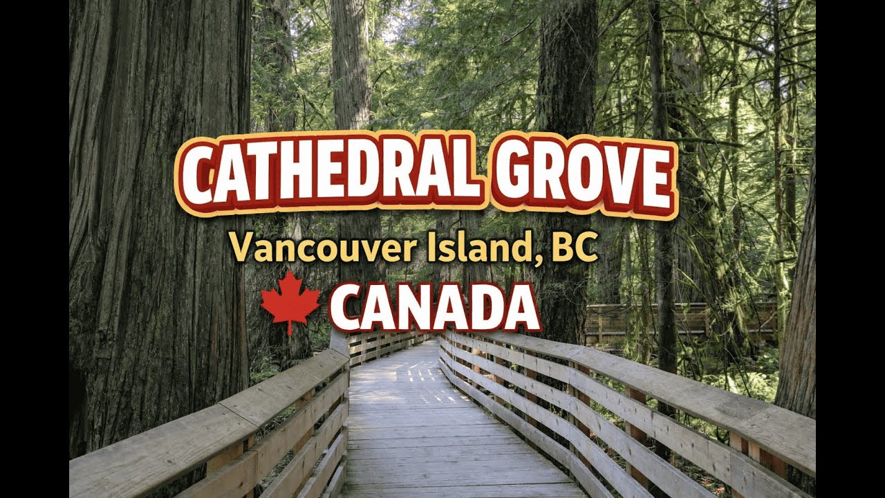 Cathedral Grove - Wondering on the North Side Trail. - Serene Forest Boardwalk Walkthrough