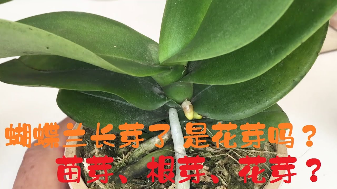 蝴蝶兰长芽了，是花芽吗？高兴太早？花芽、根芽、苗芽如何辨别？
