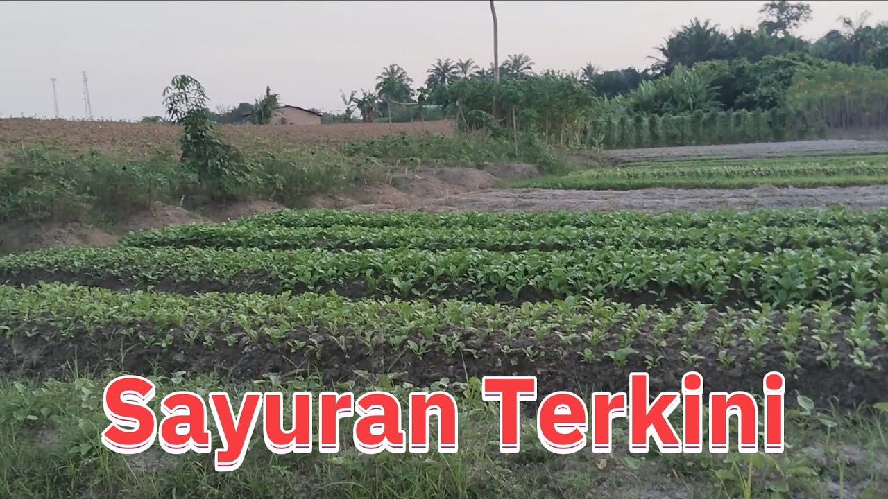 Berbagai Teknik Dilakukan 
