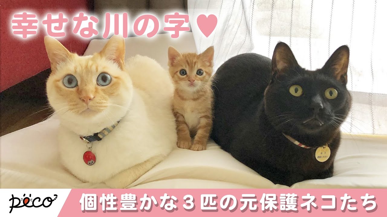 個性豊かな３匹の元保護ネコたち😸 寄り添って寝る姿が微笑ましい…☺️💗【PECO TV】