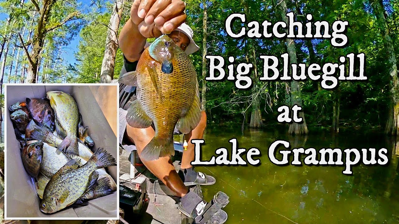 Bream Fishing at Lake Grampus - The Big Bream Came Out to Play