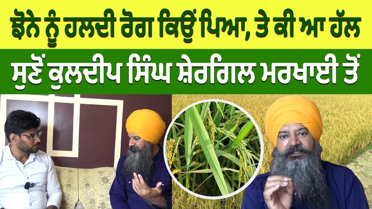 ਝੋਨੇ ਨੂੰ ਹਲਦੀ ਰੋਗ ਕਿਉਂ ਪਿਆ, ਤੇ ਕੀ ਆ ਹੱਲ - ਸੁਣੋਂ Kuldeep Singh Shergill Markhai ਤੋਂ | Prime Asia TV