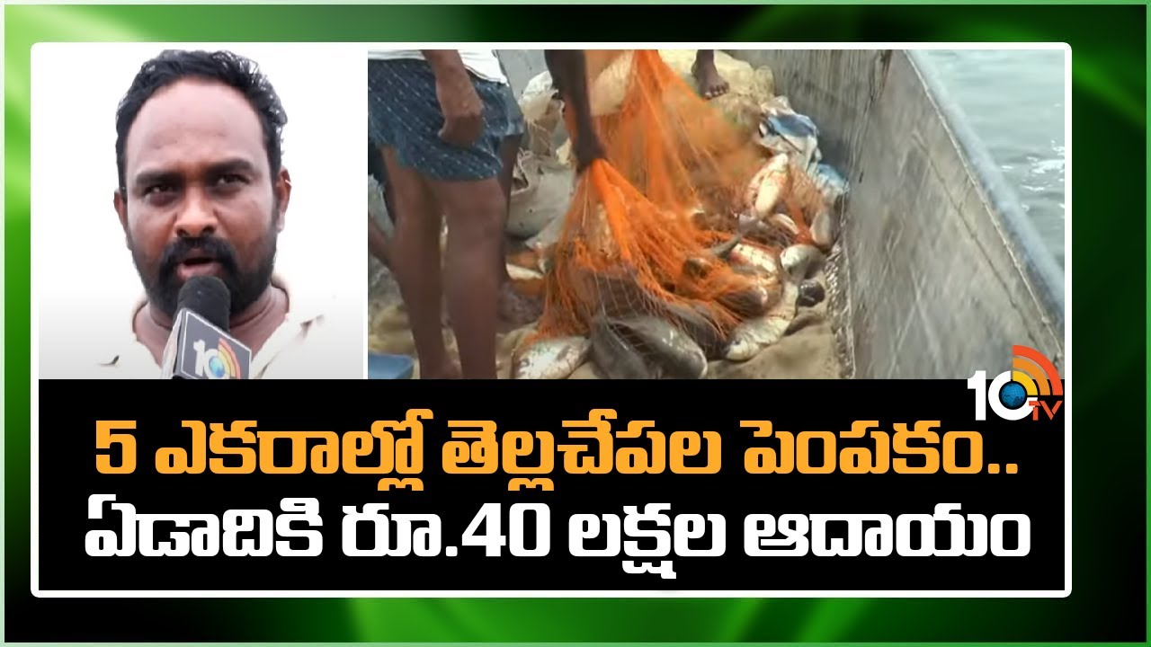 5 ఎకరాల్లో తెల్లచేపల పెంపకం.. ఏడాదికి రూ.40 లక్షల ఆదాయం | Huge Profit in White Fish Farming | 10TV