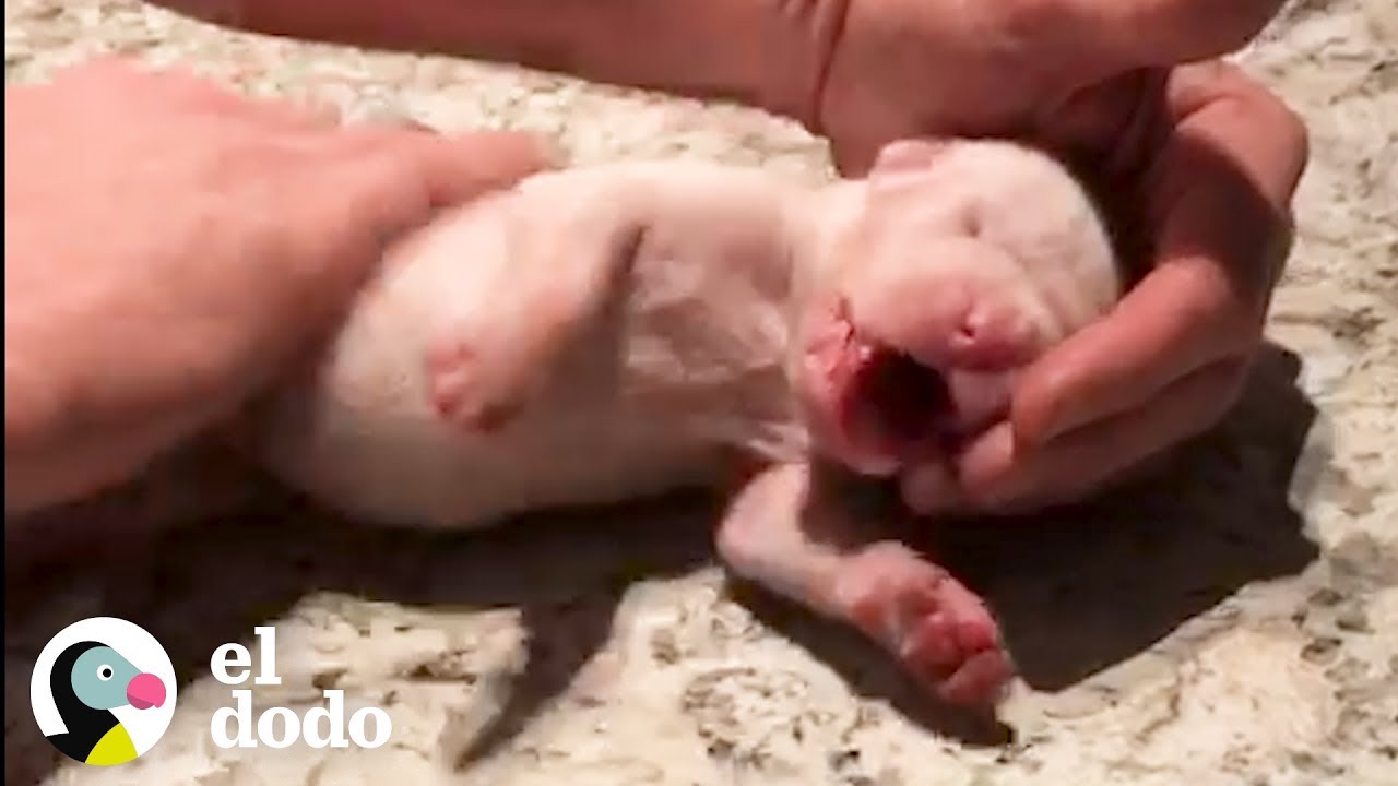 Cachorrito es resucitado después de muerto | El Dodo