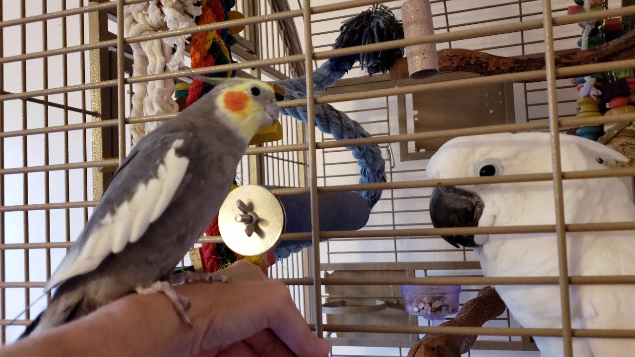 Sunny and Onni Chat Sunday Morning