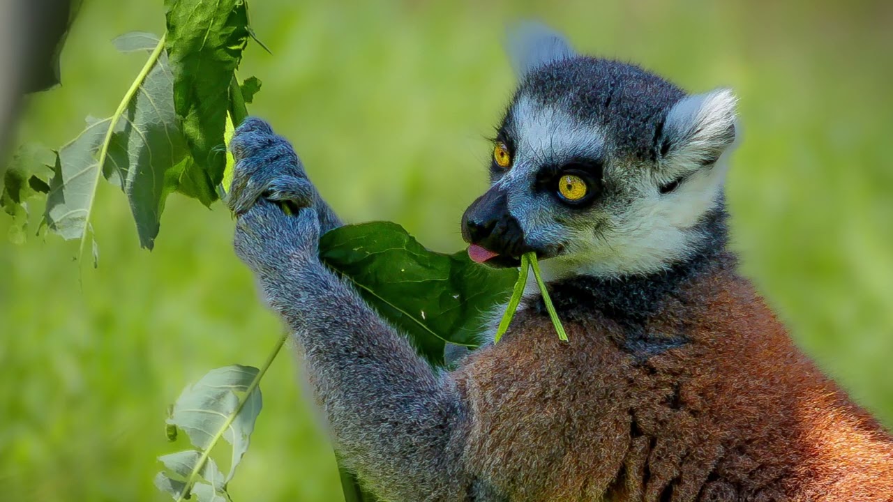 Wildlife 2024 ve fotografii