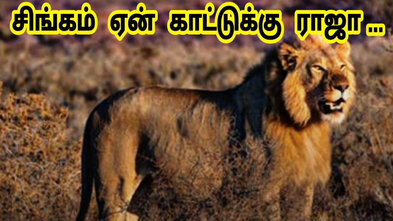 சிங்கம் ஏன் காட்டுக்கு ராஜா /Why lion is the King of jungle /  Amazing King Lion / Tamil Display