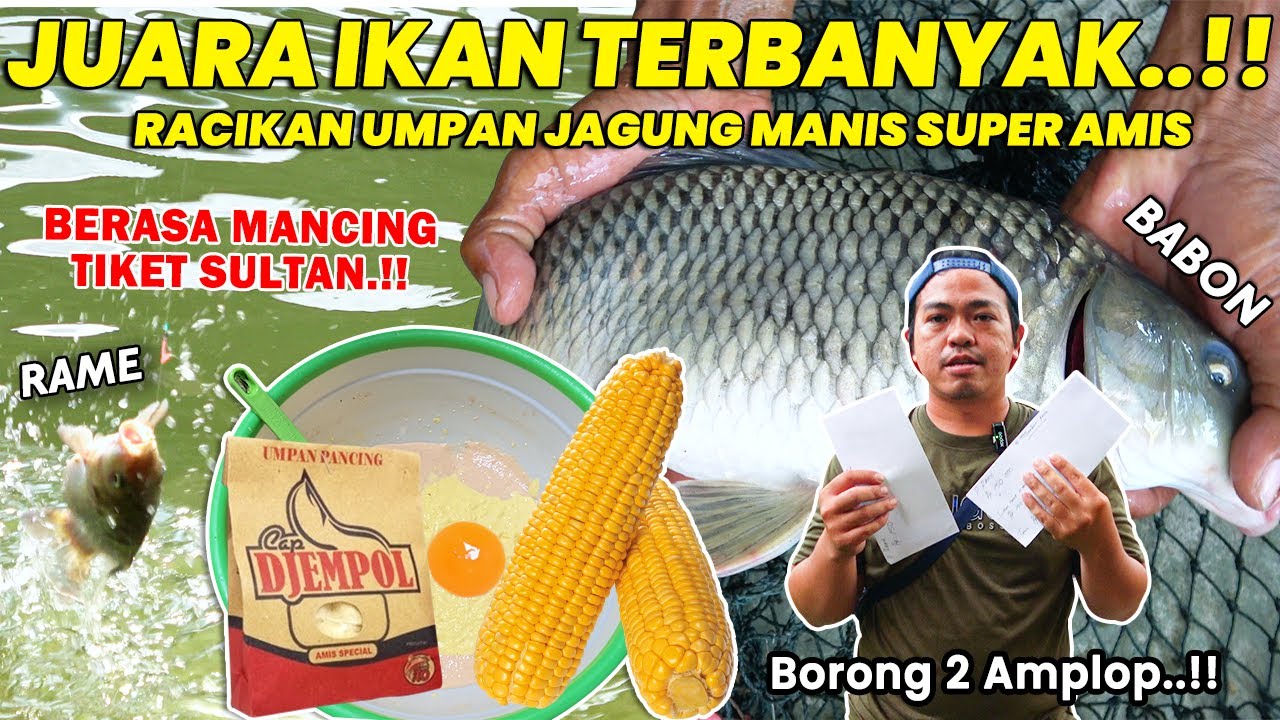 RESEP TERGILA UMPAN IKAN MAS JAGUNG !! JUARA TOTAL TERBANYAK BABON & RAME MAKAN LAHAP BANGETT ❗❗