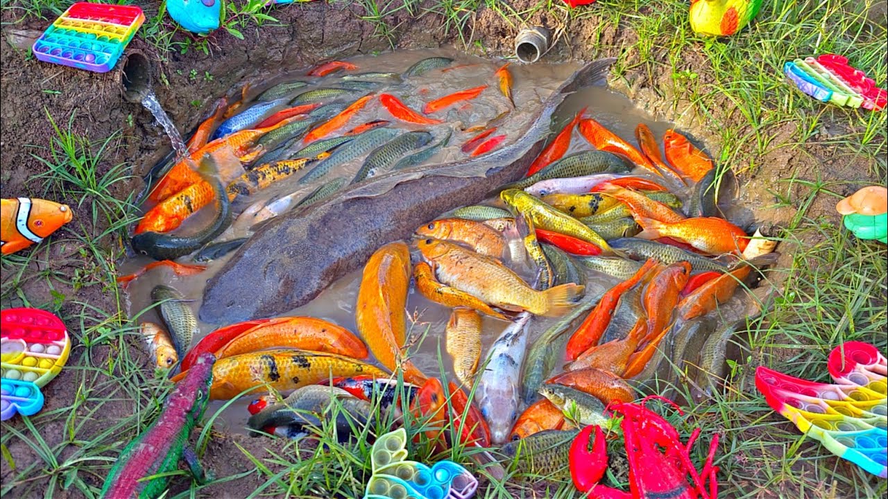 Menemukan banyak ikan hias di kolam, ikan lele besar, ikan koi, ikan cupang, ikan mas, kura kura