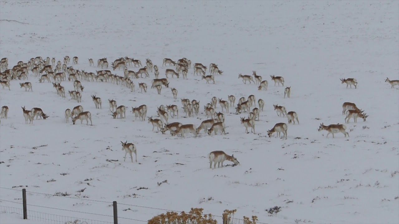Baggs, WY Pronghorns January 2019
