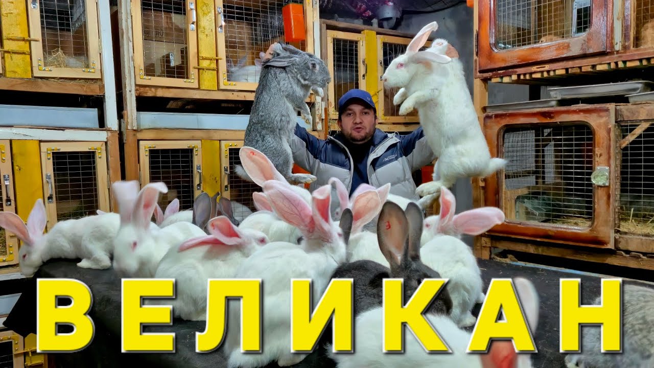 VELIKAN 903995580 SANOQLI ODAMLARDA BOR BUNDAY ZOTLAR   tel qilin #velikan #великан