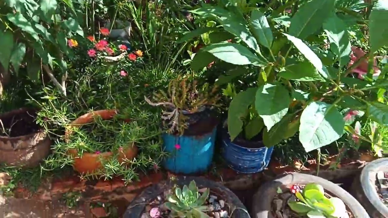 Tive que mudar meu jardim de lugar
