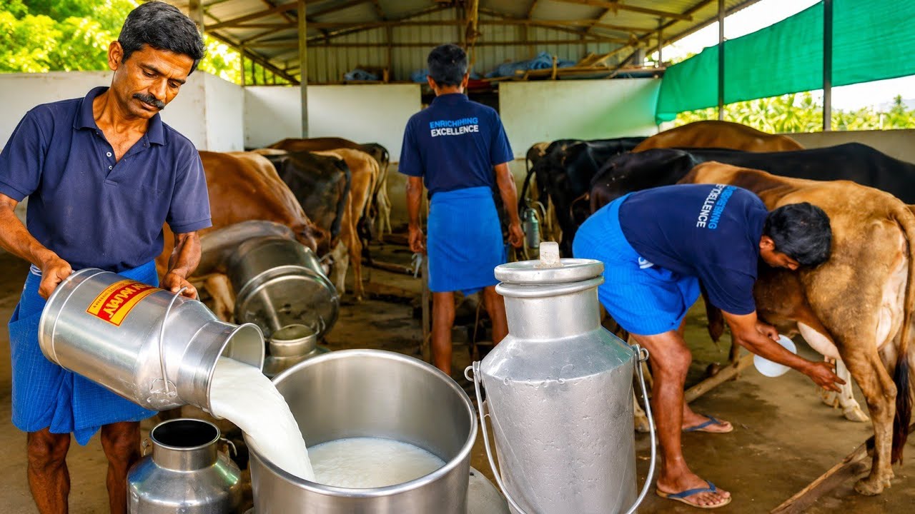 30 மாடுகள் 250 லிட்டர் பால் குடும்பமாக ஆரம்பித்த துரை Dairy farm | Avin Society milk | Siva Arun Tv