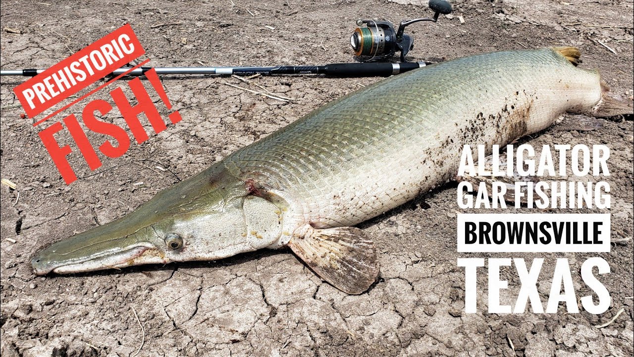 ALLIGATOR GAR (CATAN) FISHING BROWNSVILLE TEXAS
