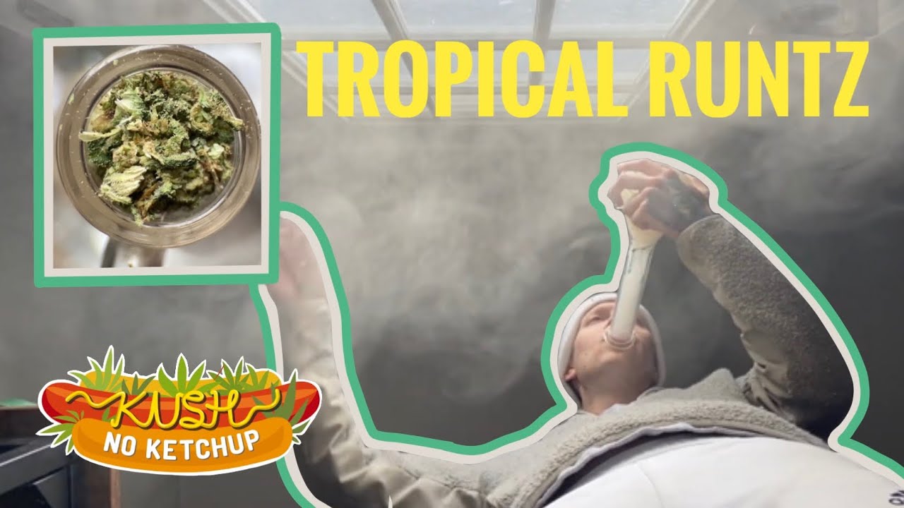 Обзор штамма Tropical Runtz | KUSH NO KETCHUP