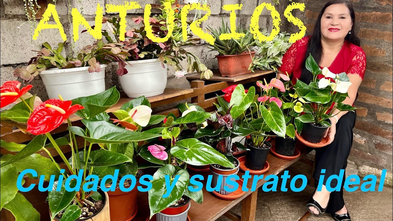 ANTURIOS BELLÍSIMOS sustrato y cuidados