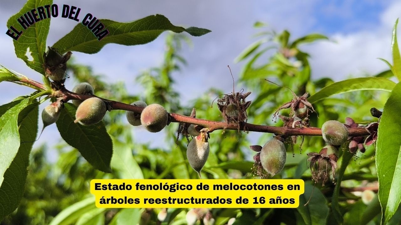 Estado fenológico de melocotoneros de 16 años reestructurados