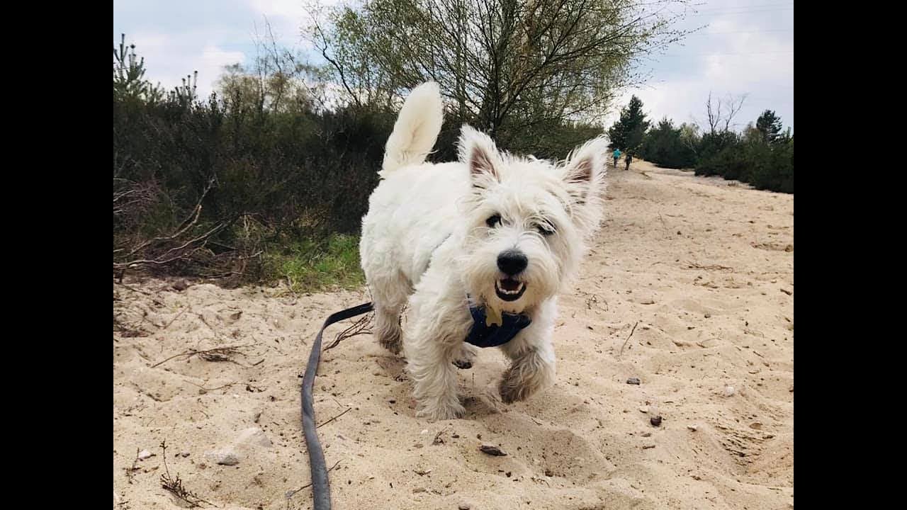 Lucy - 6 Month Old West Highland Terrier Puppy - 3 Weeks Residential Dog Training