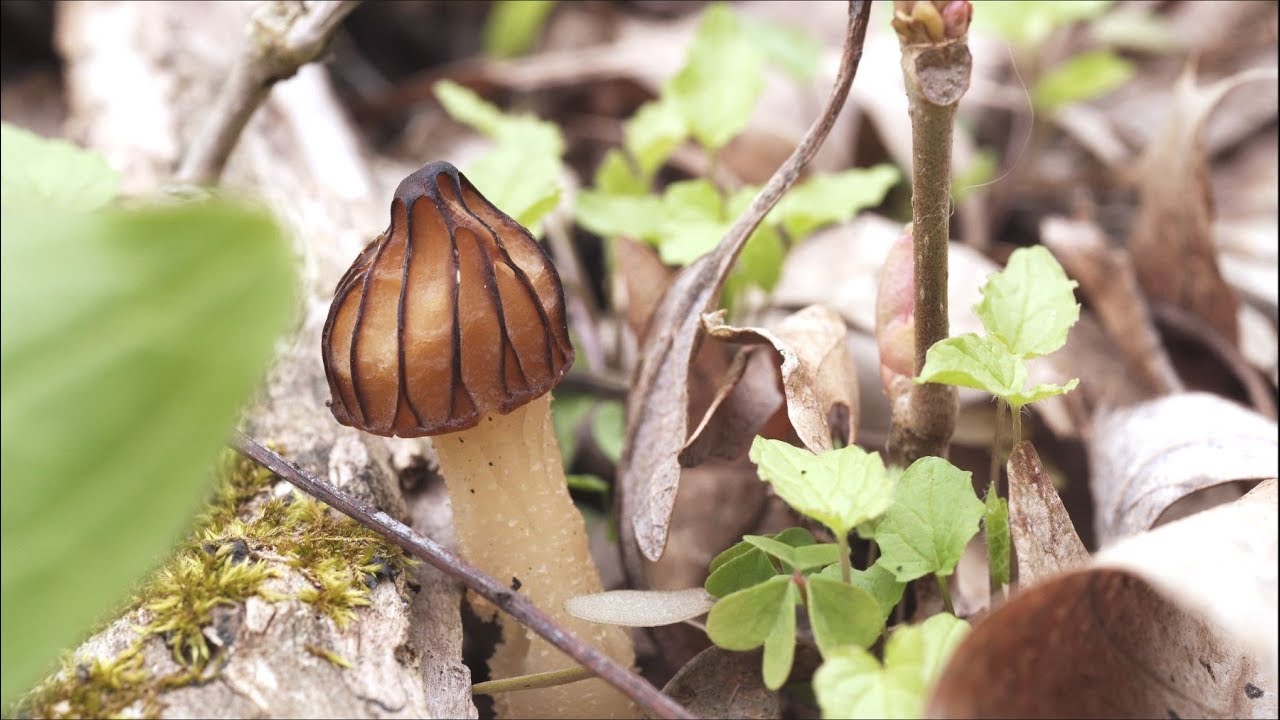 Morel Mushroom hunt! I Found Half Free Morels!
