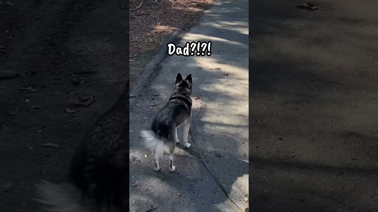 Dropping My Mini Husky&rsquo;s Leash To See How She Reacts