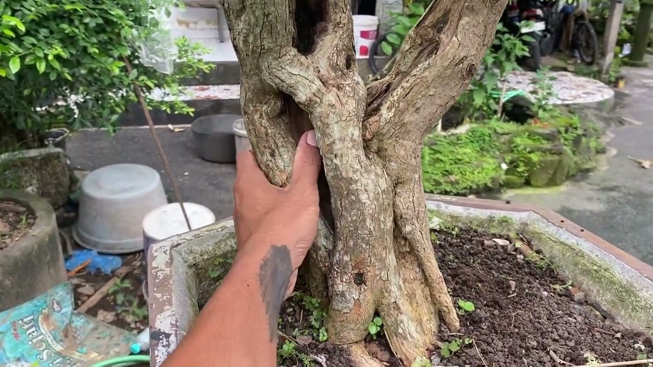 Cek harga bonsai sisir milik tetangga 