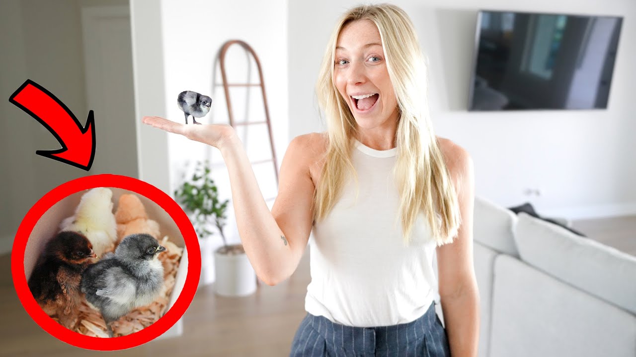 Surprising My Wife With BABY CHICKENS!! *adorable*
