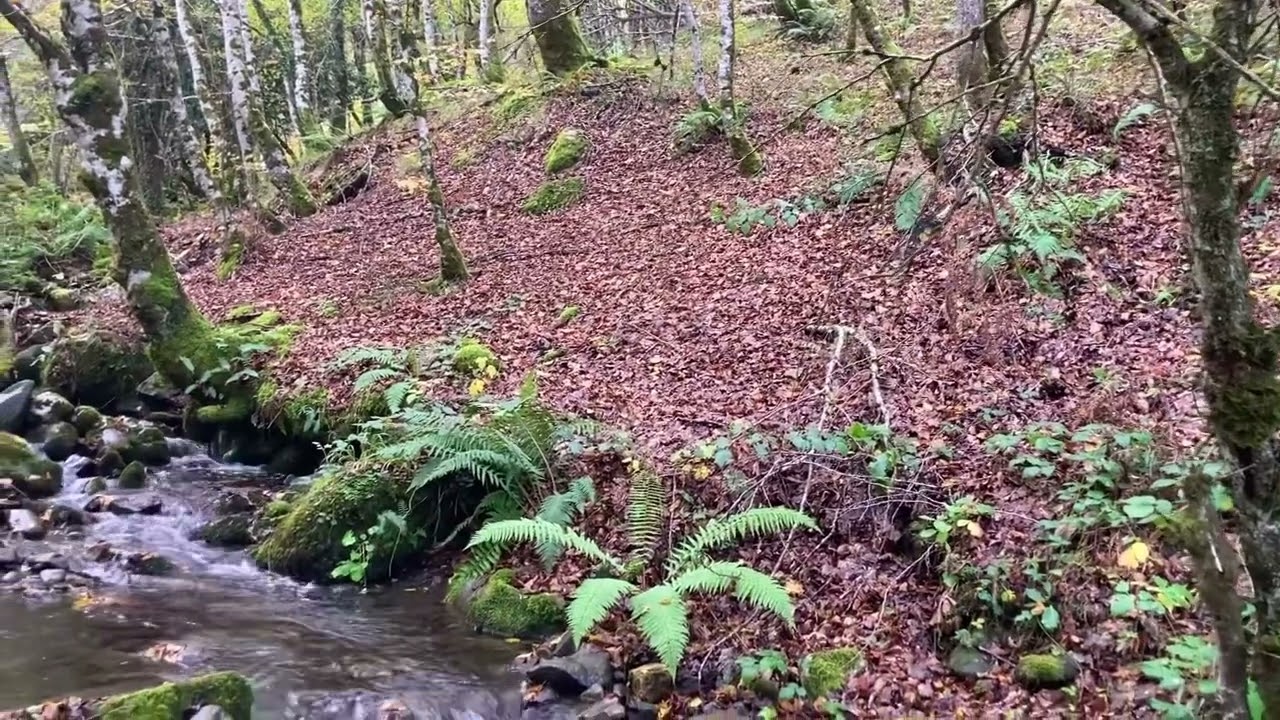 Bosque de Pelo&ntilde;o - Asturias
