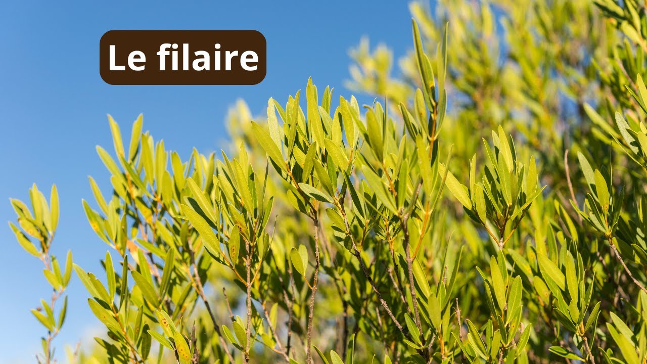 Un arbuste persistant, mellifère et incroyablement résistant à la sècheresse.