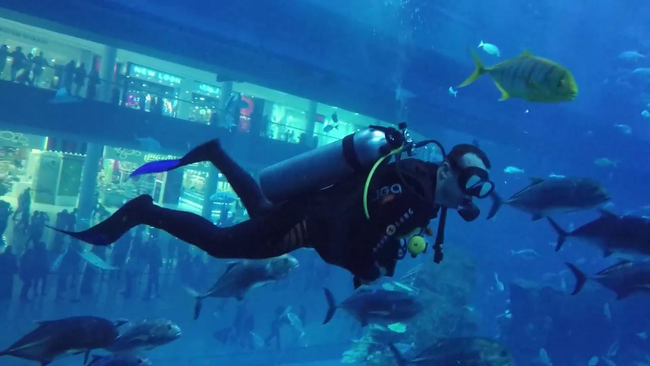 Dubai Aquarium Dive