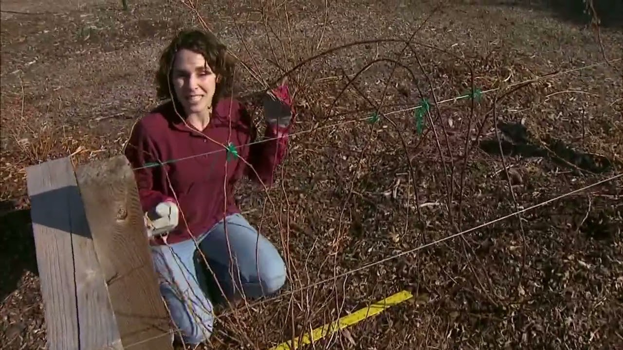 Caring for Raspberries and Blackberries