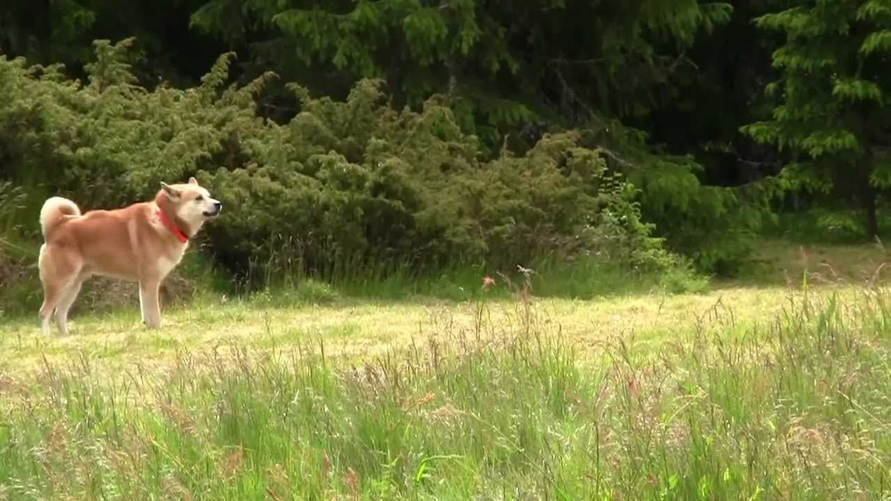 Björntest, Hälleforsare Luffsen