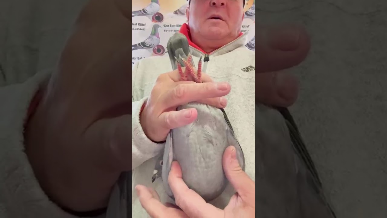 DRAPA: DV 01769 24 1022 Pigeon will be sold on 