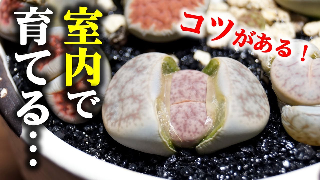 手助けは必要？脱皮中のリトープスの管理と注意点【多肉植物】
