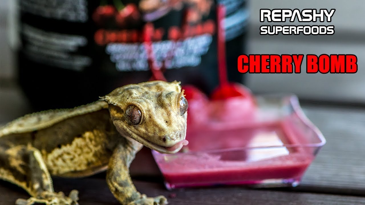 Repashy Superfoods Cherry Bomb - A Gecko Music Video