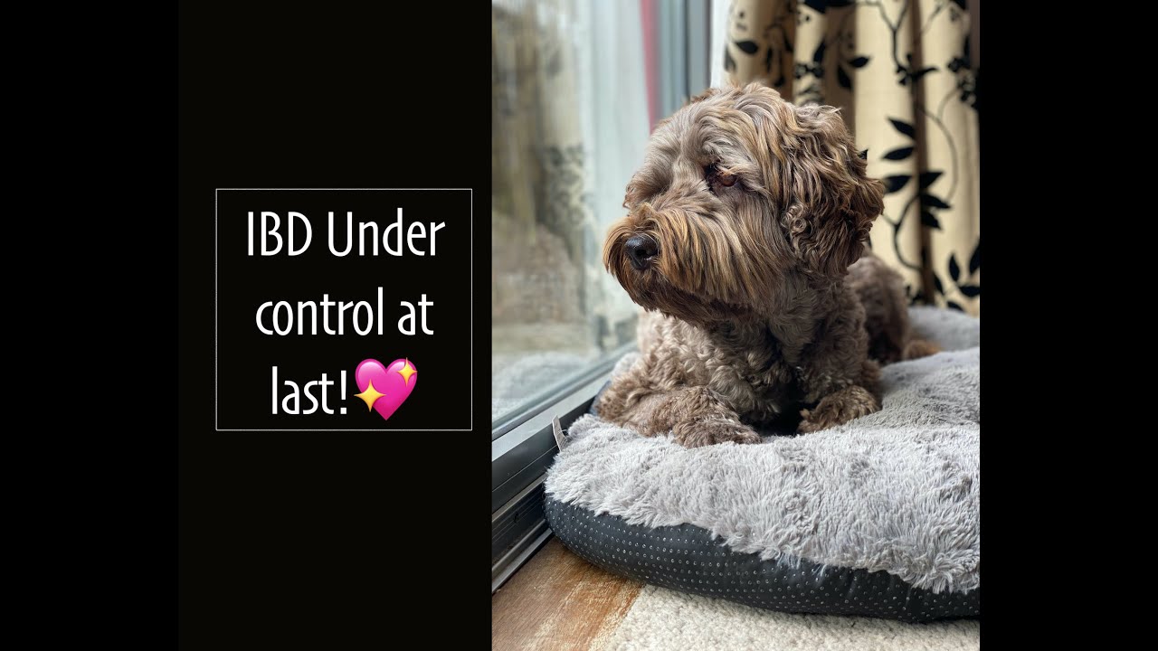 Inflammatory Bowel Disease - Diagnosis, History, Treatment Success (Finally!)
