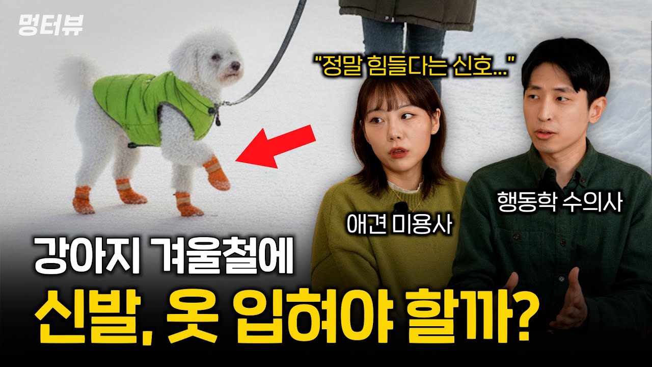 겨울철 강아지의 이런 행동은 정말 위험합니다 (옷, 신발, 산책 반드시 알아두세요) | 멍터뷰ep.55