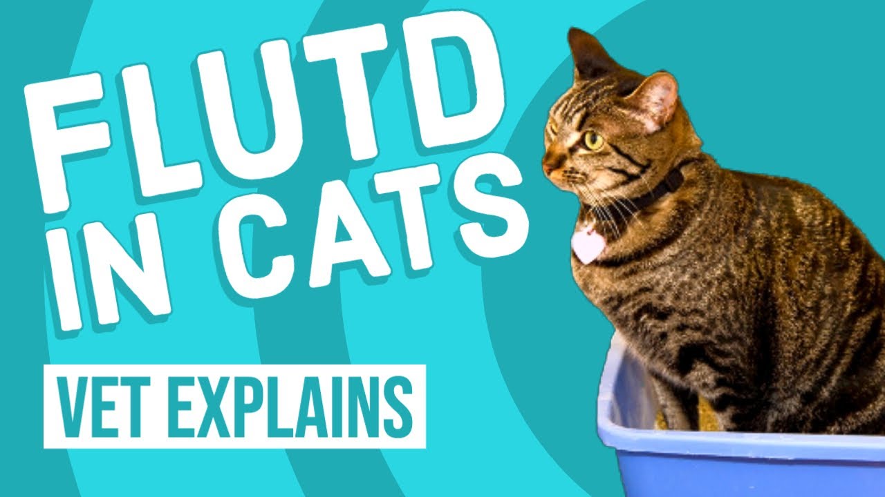 Feline Lower Urinary Tract Disease (FLUTD)