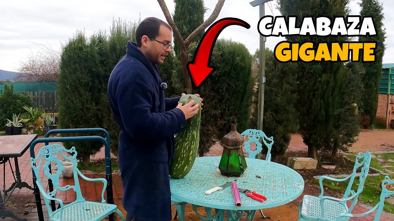 Abro una calabaza que coseché hace 5 meses, ¿Estará buena?