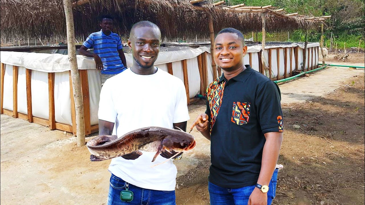 Why He Stopped His Tilapia Farm to Start a Catfish Farm in Ghana #catfish_farm_ponds #tilapia