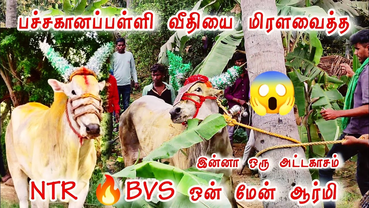 பச்சகானப்பள்ளி வீதியை மிரளவைத்த 😱NTR 🔥 BVS ஒன் மேன் ஆர்மி 😱 இன்னா ஒரு அட்டகாசம் 😱@காளையின்காதலன்BG 