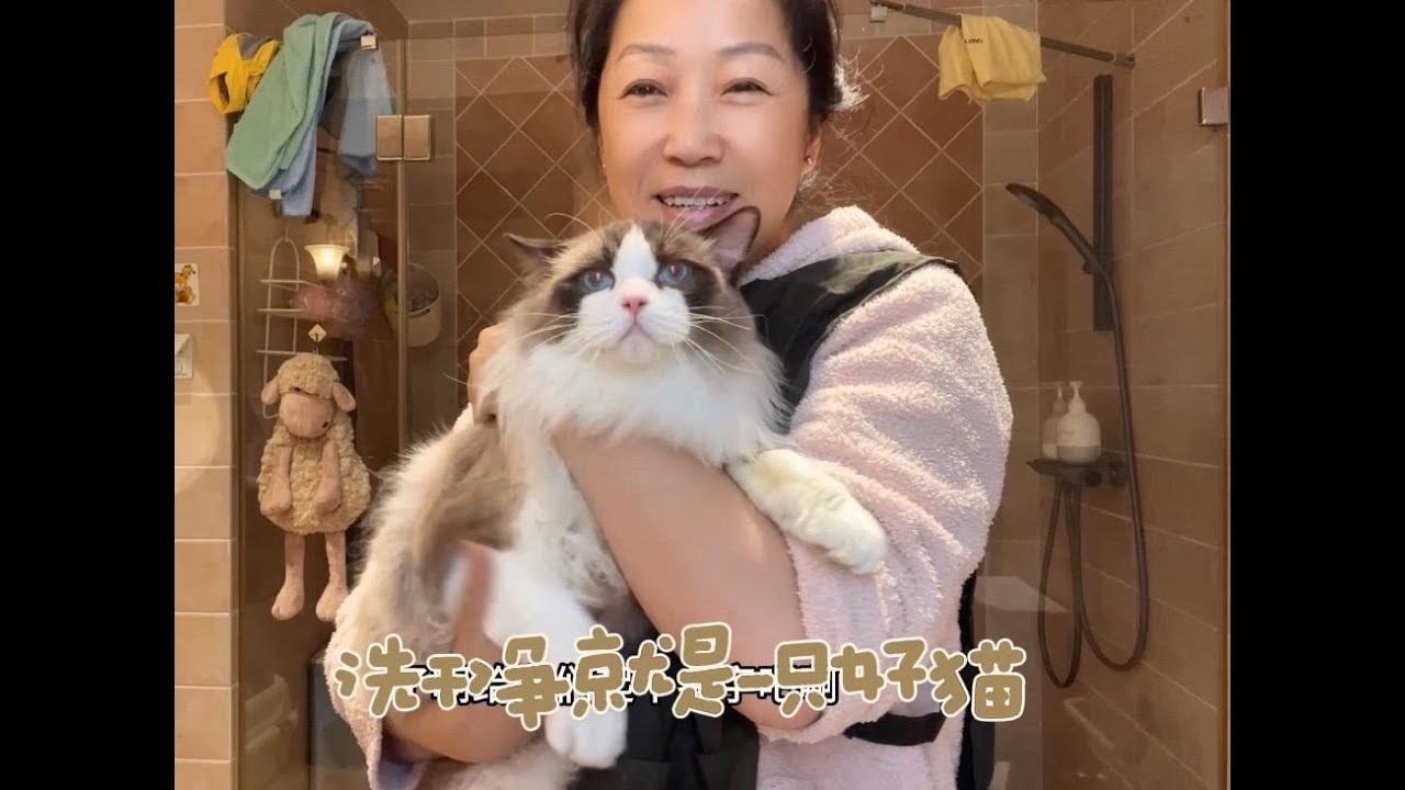 领养的流浪猫又脏又臭，洗个澡像杀猪一样，洗完后华丽蜕变……