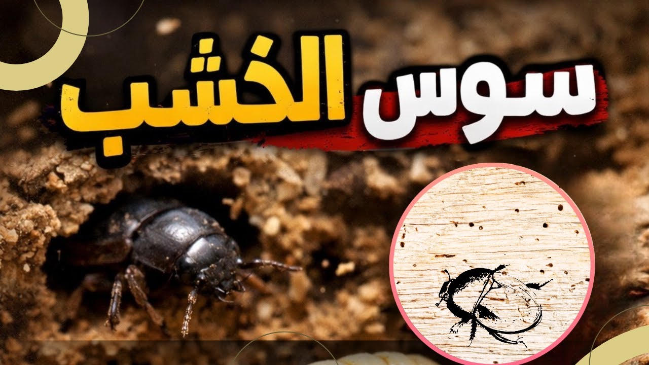 سوس الخشب في بيتك؟ العلامة الصادمة اللي ما حد بينتبه إلها! 😱