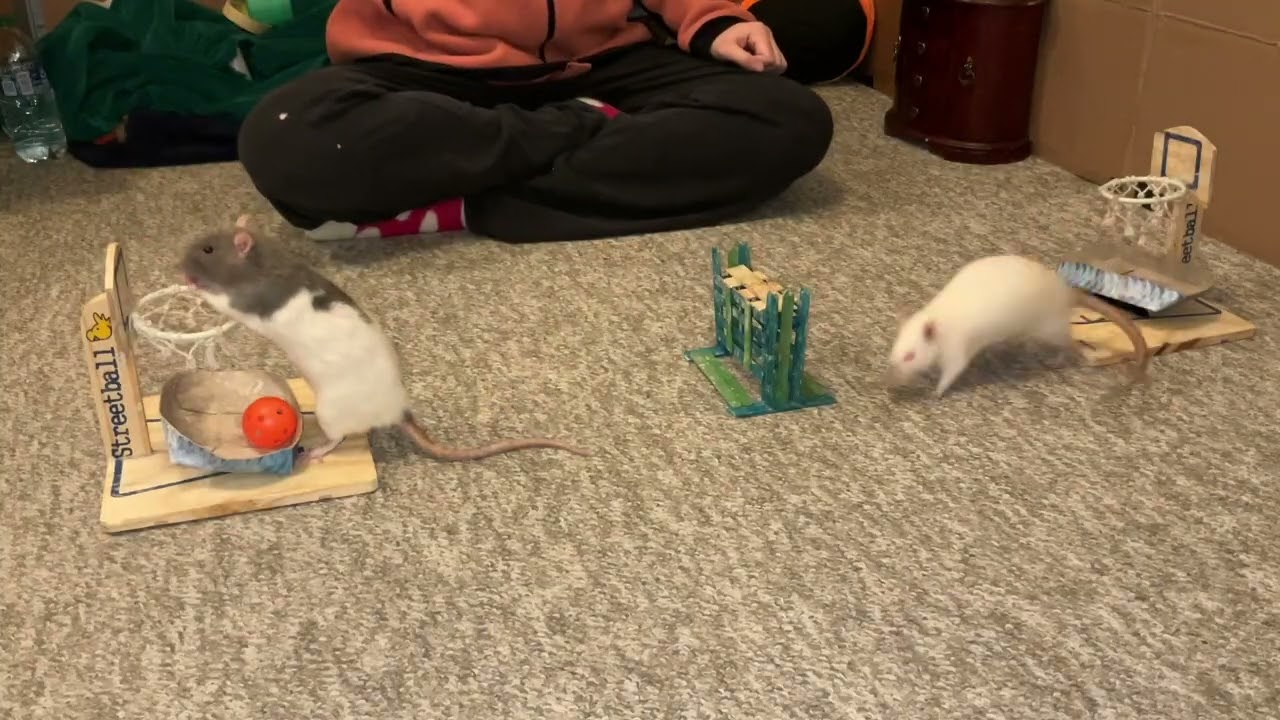 My smart pet rats Omelet and Blueberry playing vs RATsketball!