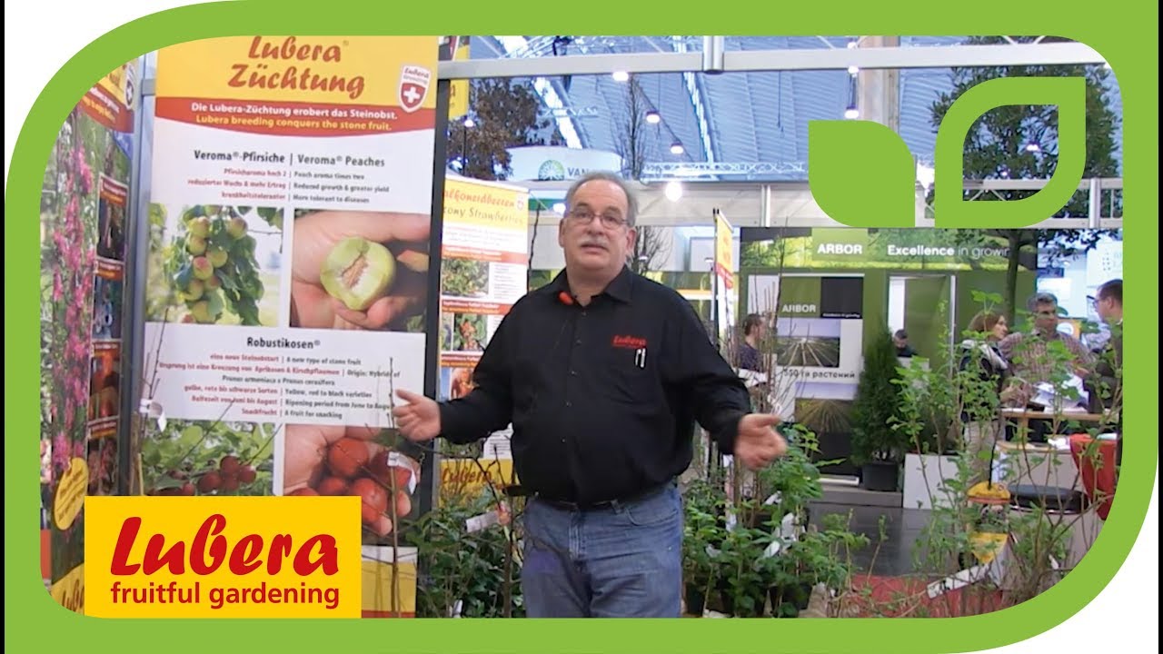 New Aroma Peaches From Lubera - 'Veroma'