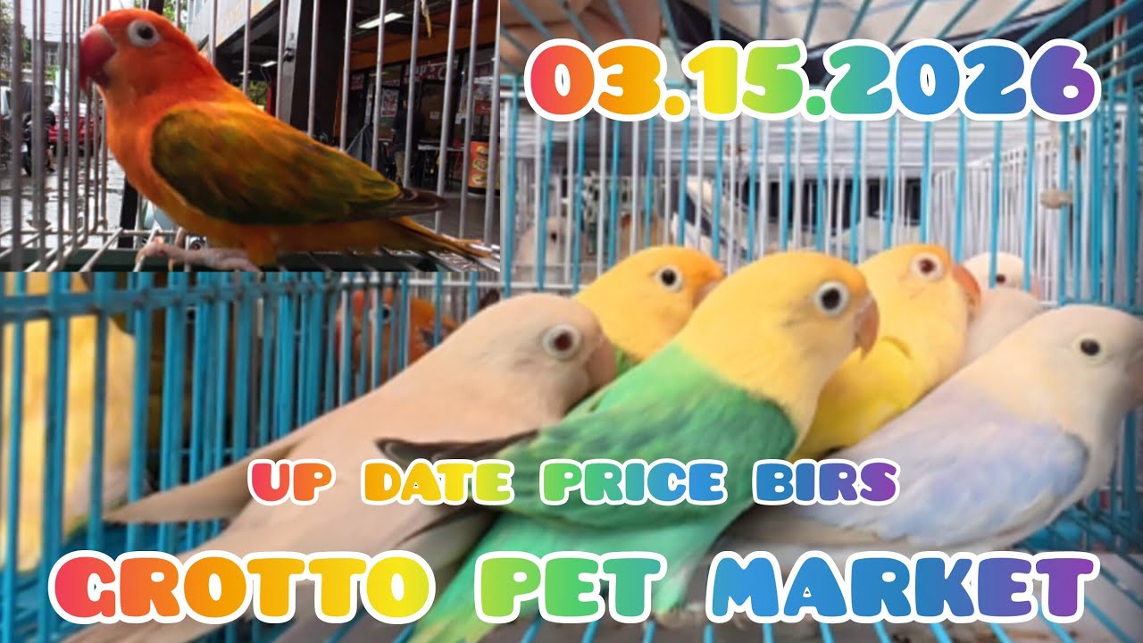 ep#251 03.15.2026 up date price bird Grotto pet market.