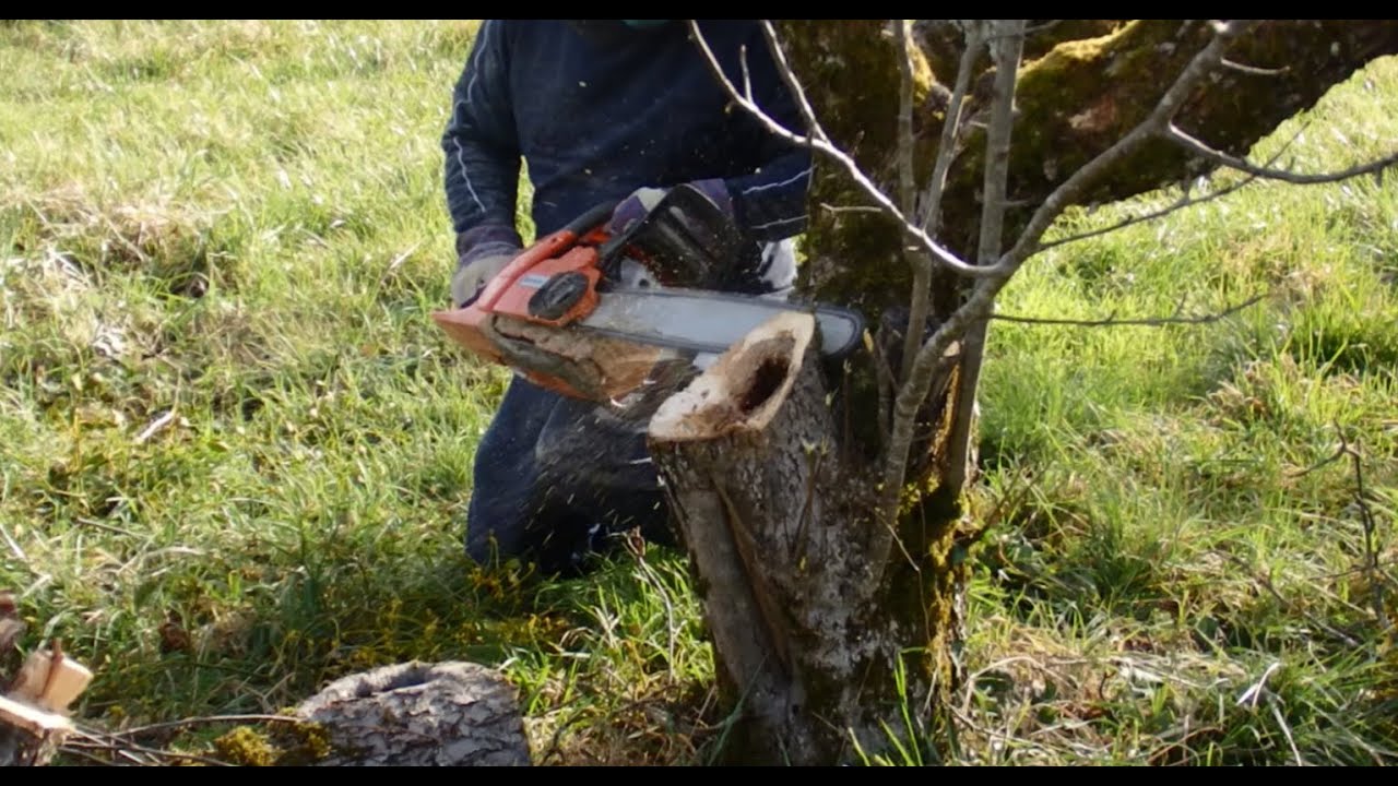 1. Taille de rajeunissement des vieux pommiers